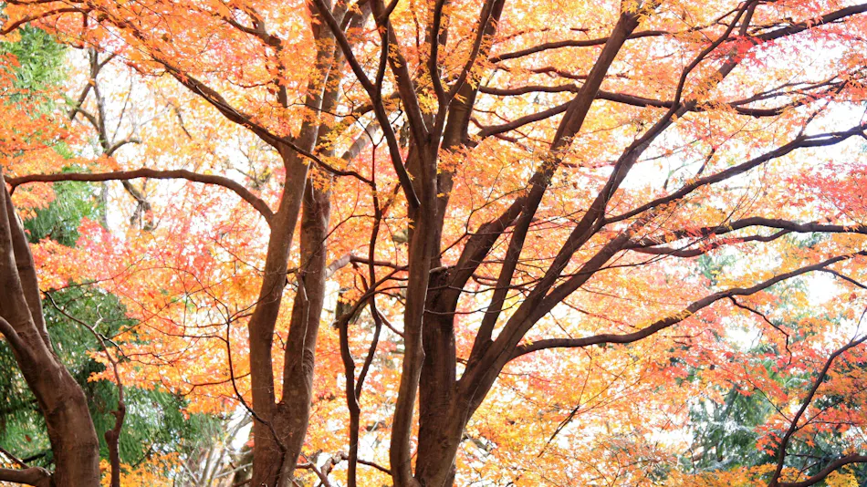 Shomaru Pass Garden House