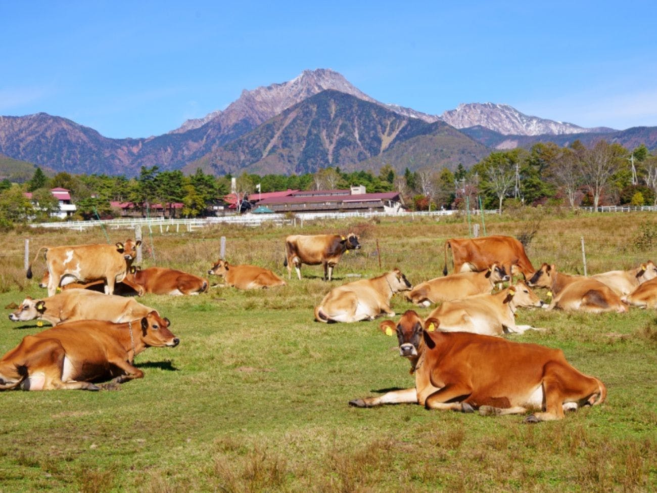 "ฟาร์มโคนมเจอร์ซีย์ เซเซ็นเรียว"