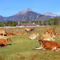 'Ladang Jersey Seisenryo'
