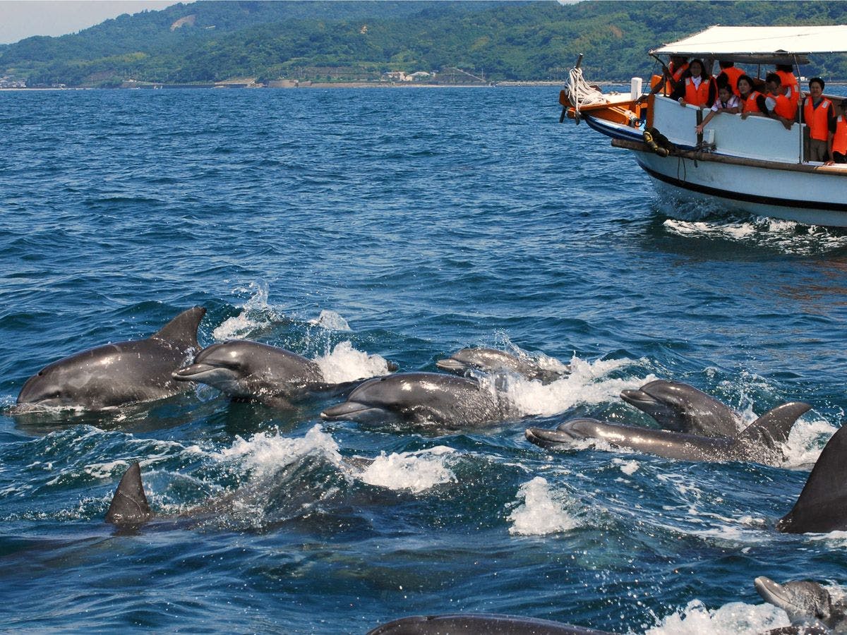 ดูปลาโลมา