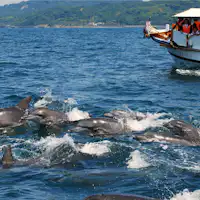 ดูปลาโลมา