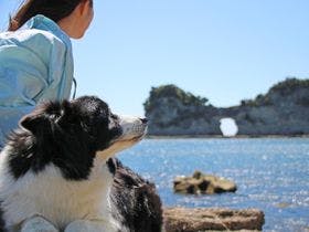 南紀白浜わんわんパラダイス