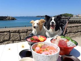 南紀白浜わんわんパラダイス
