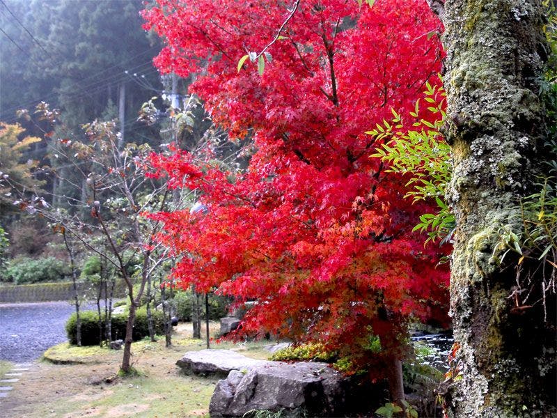 Ryokan Izumiso