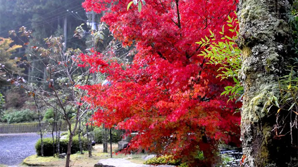Ryokan Izumiso