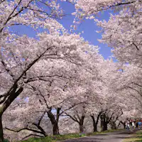 Deretan Pohon Sakura di Tanggul Sungai Hii — 100 Tempat Terbaik Melihat Sakura di Jepang