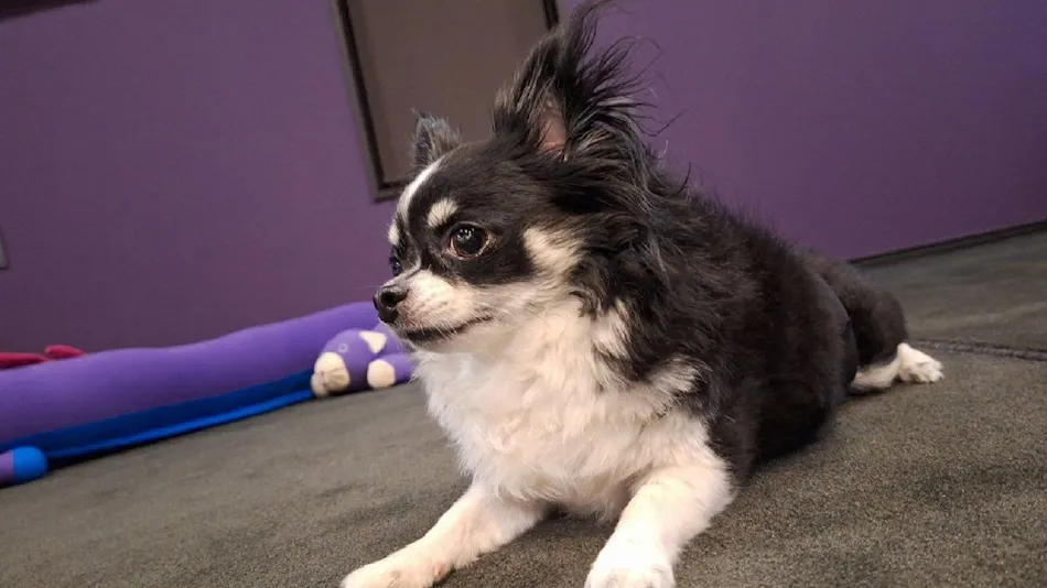 Small Inn Torin: Pet-Friendly Accommodation