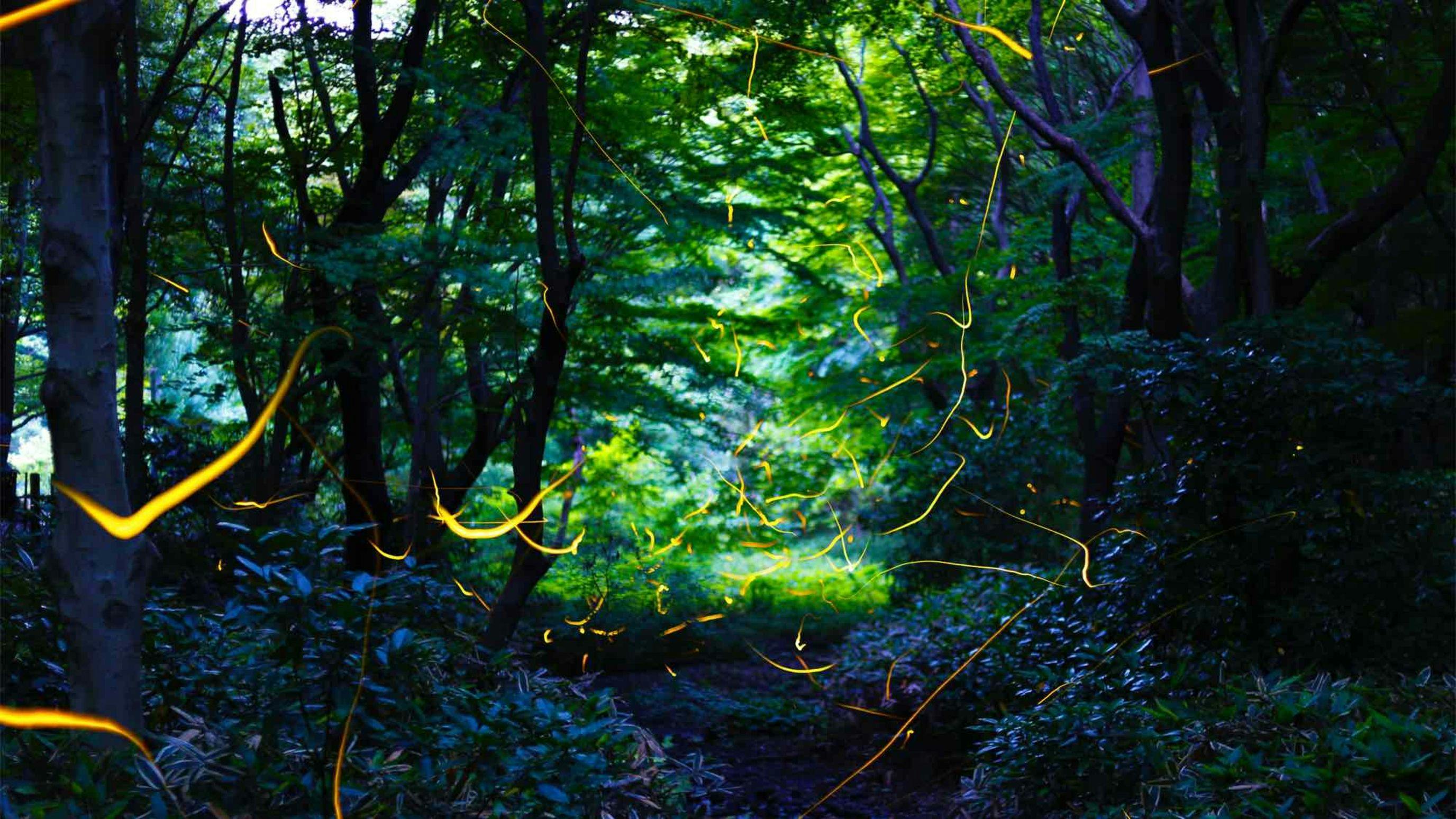 Hiyoshi Forest Resort Yama no Ie