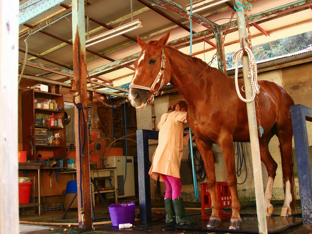 Lovely Horse Villa