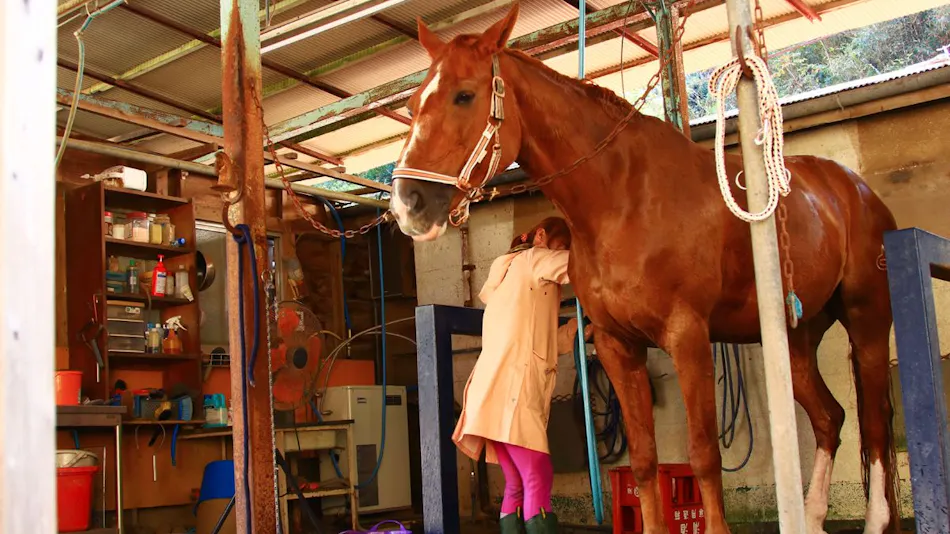 Lovely Horse Villa
