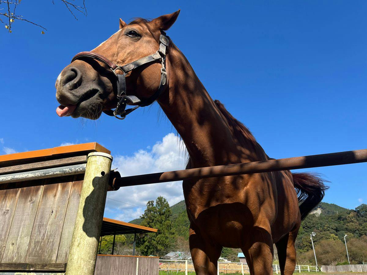 Lovely Horse Villa