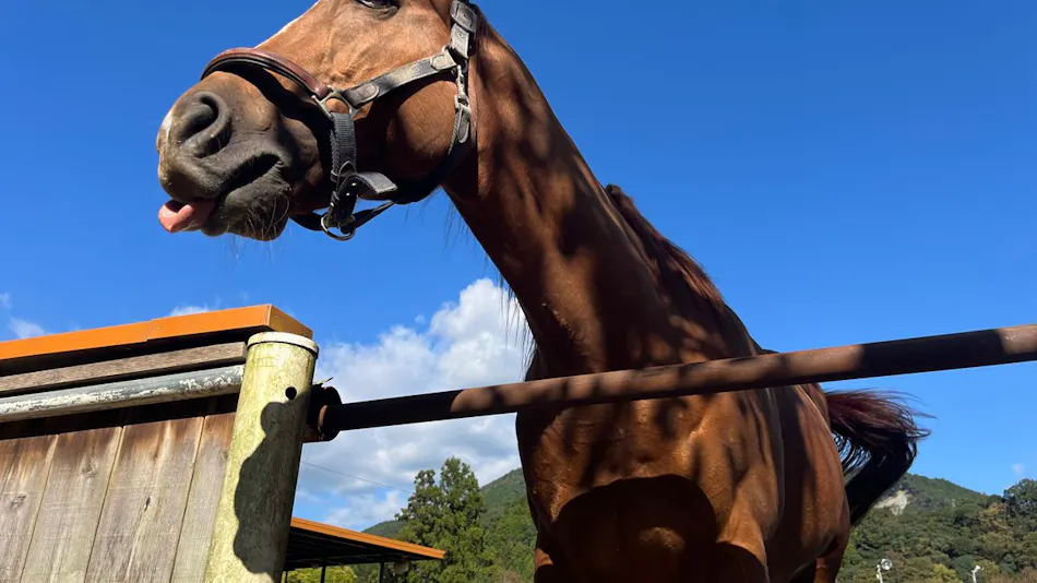 Lovely Horse Villa