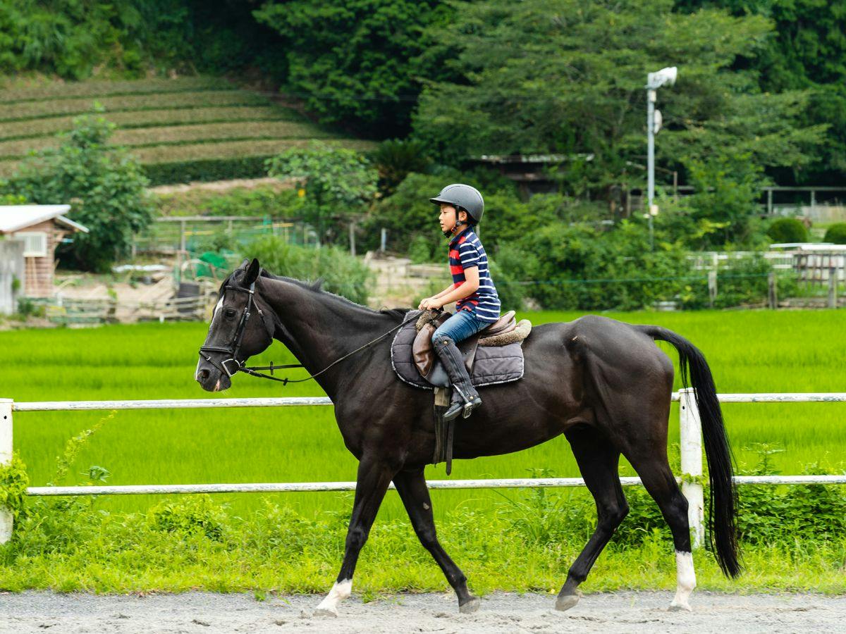 Lovely Horse Villa