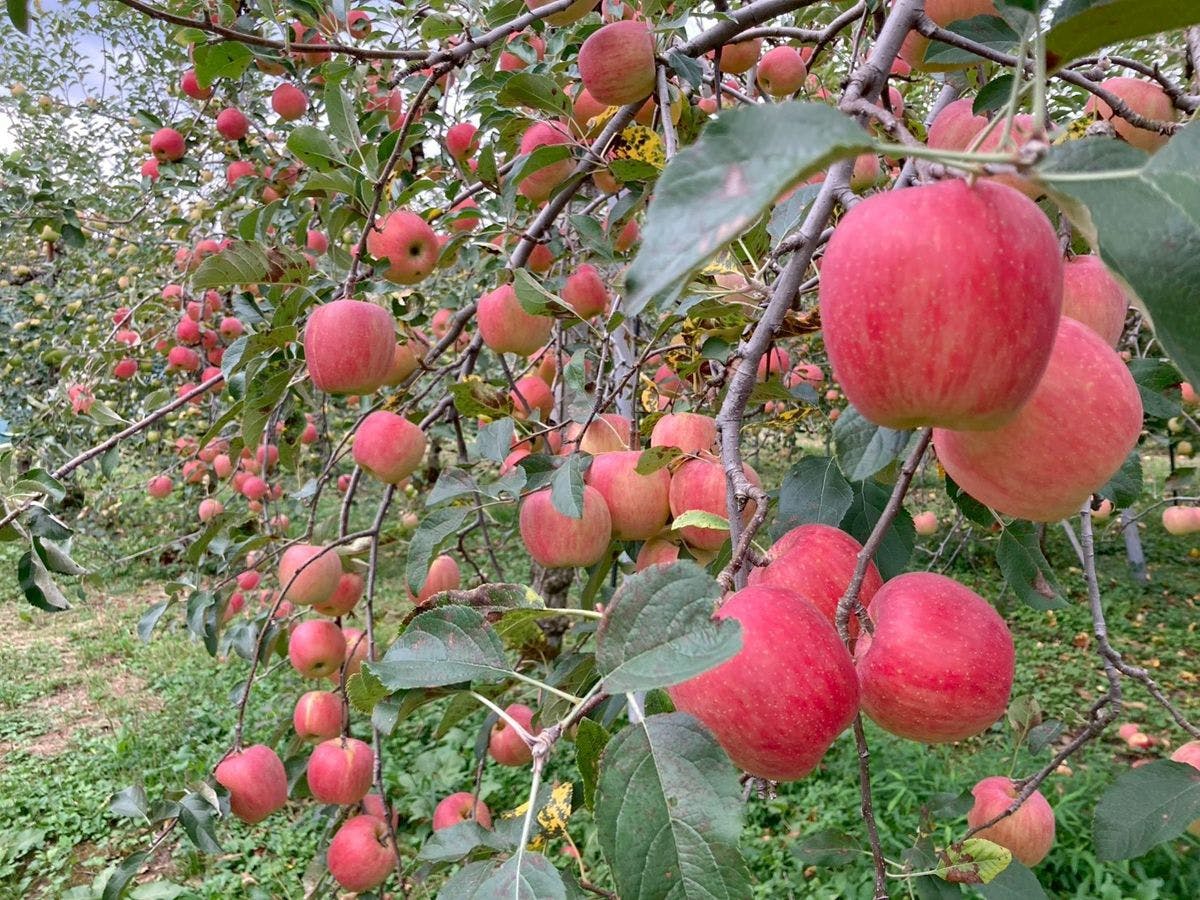 Apple Orchard