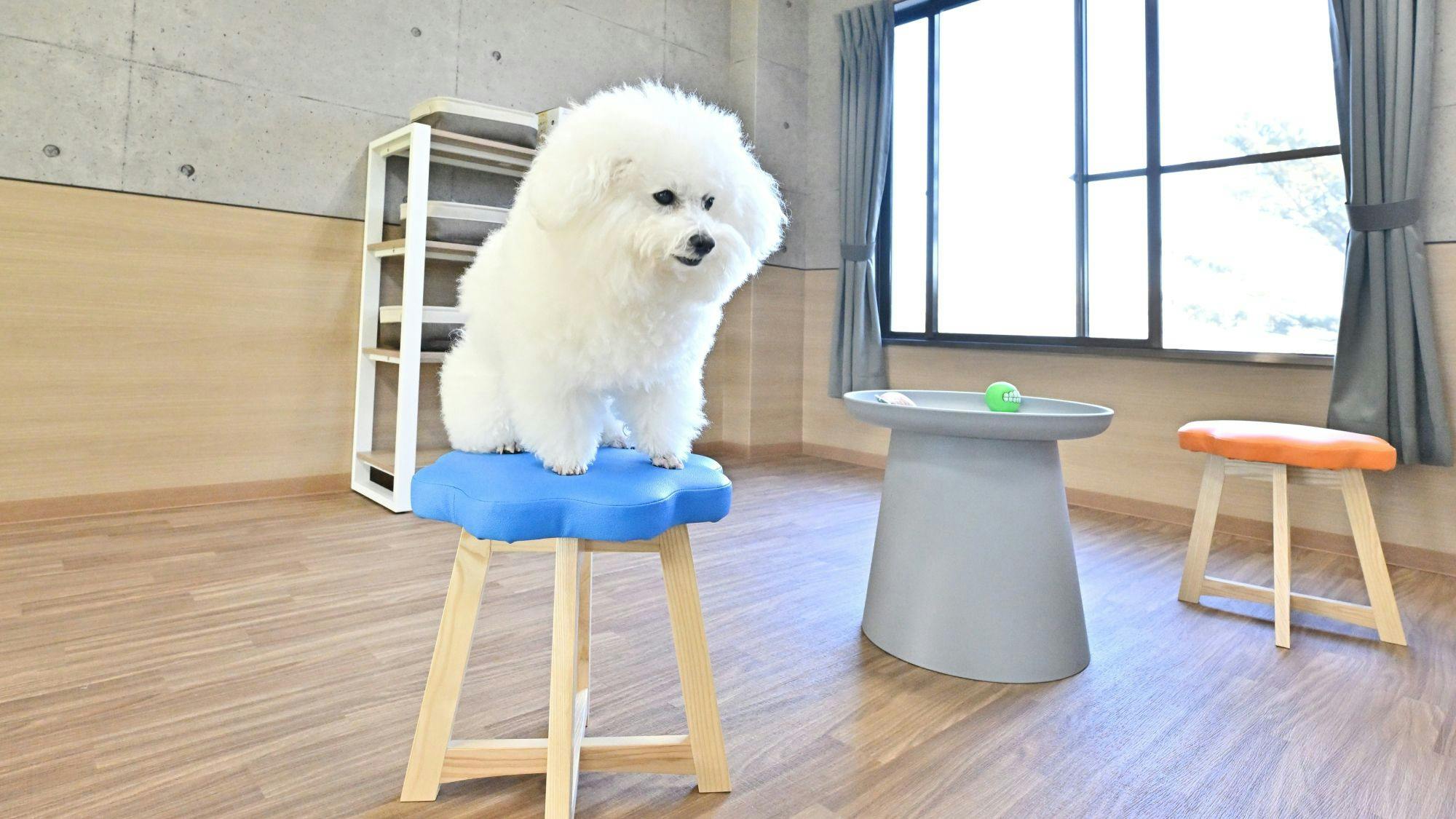 室內狗狗遊樂區