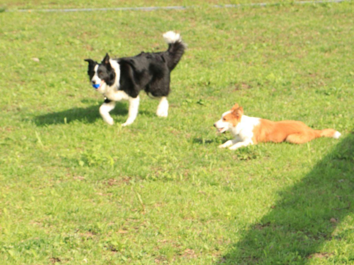 Dog's Pension Shanonchi