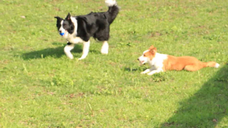 Dog's Pension Shanonchi