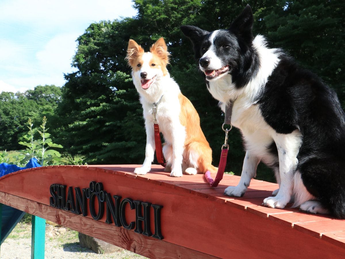 Dog's Pension Shanonchi