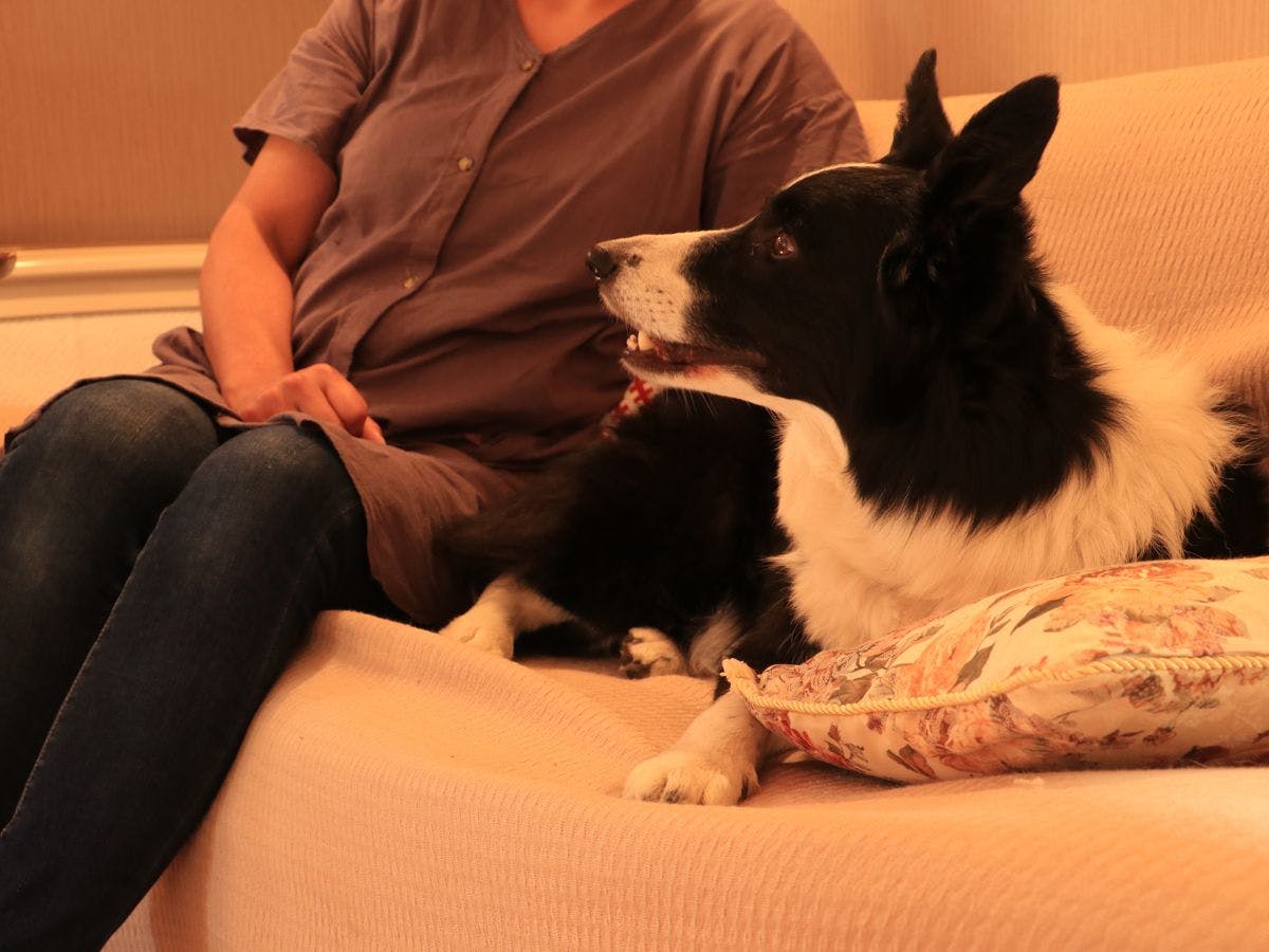 ห้องพักเตียงคู่สำหรับคุณและสุนัขที่คุณรัก♪