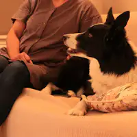 ห้องพักเตียงคู่สำหรับคุณและสุนัขที่คุณรัก♪