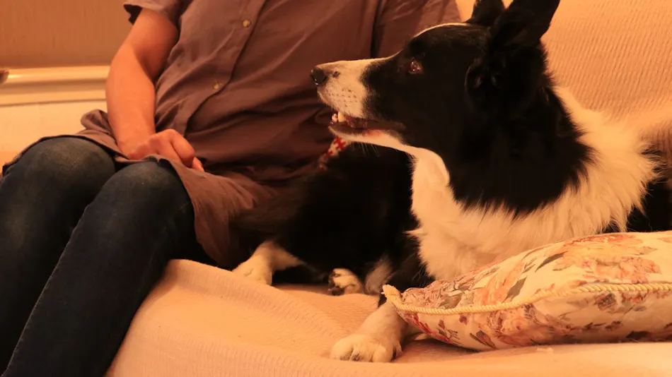 Dog's Pension Shanonchi