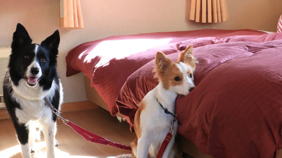 Dog's Pension Shanonchi