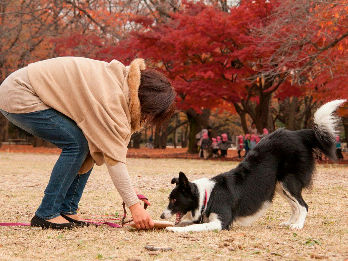 Dog's Pension Shanonchi
