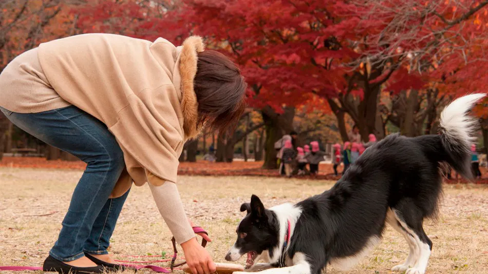 Dog's Pension Shanonchi