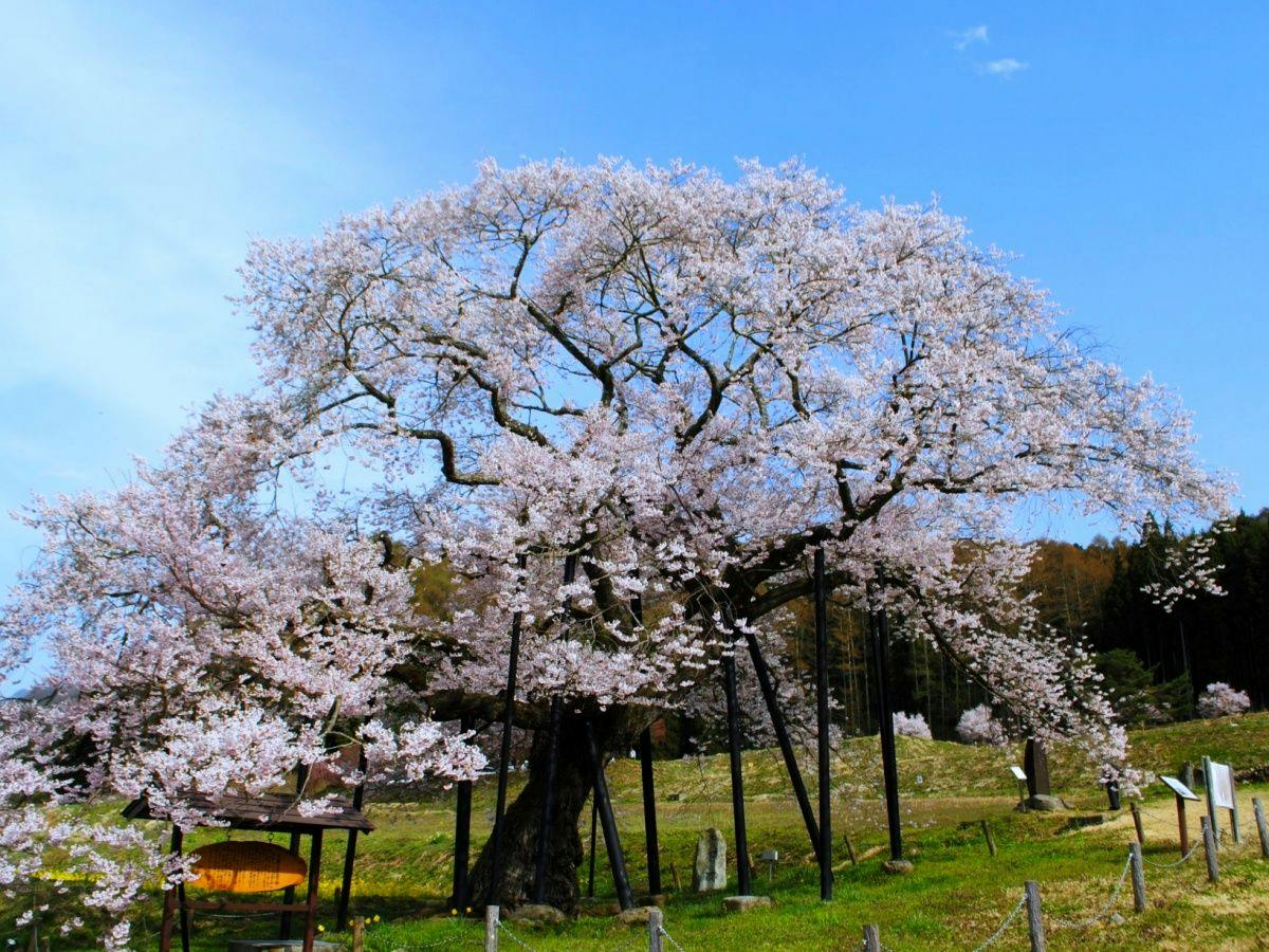 Cây anh đào Edohigan ở Kurobe