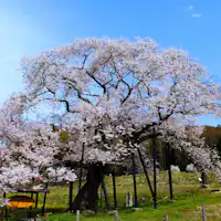 Cây anh đào Edohigan ở Kurobe