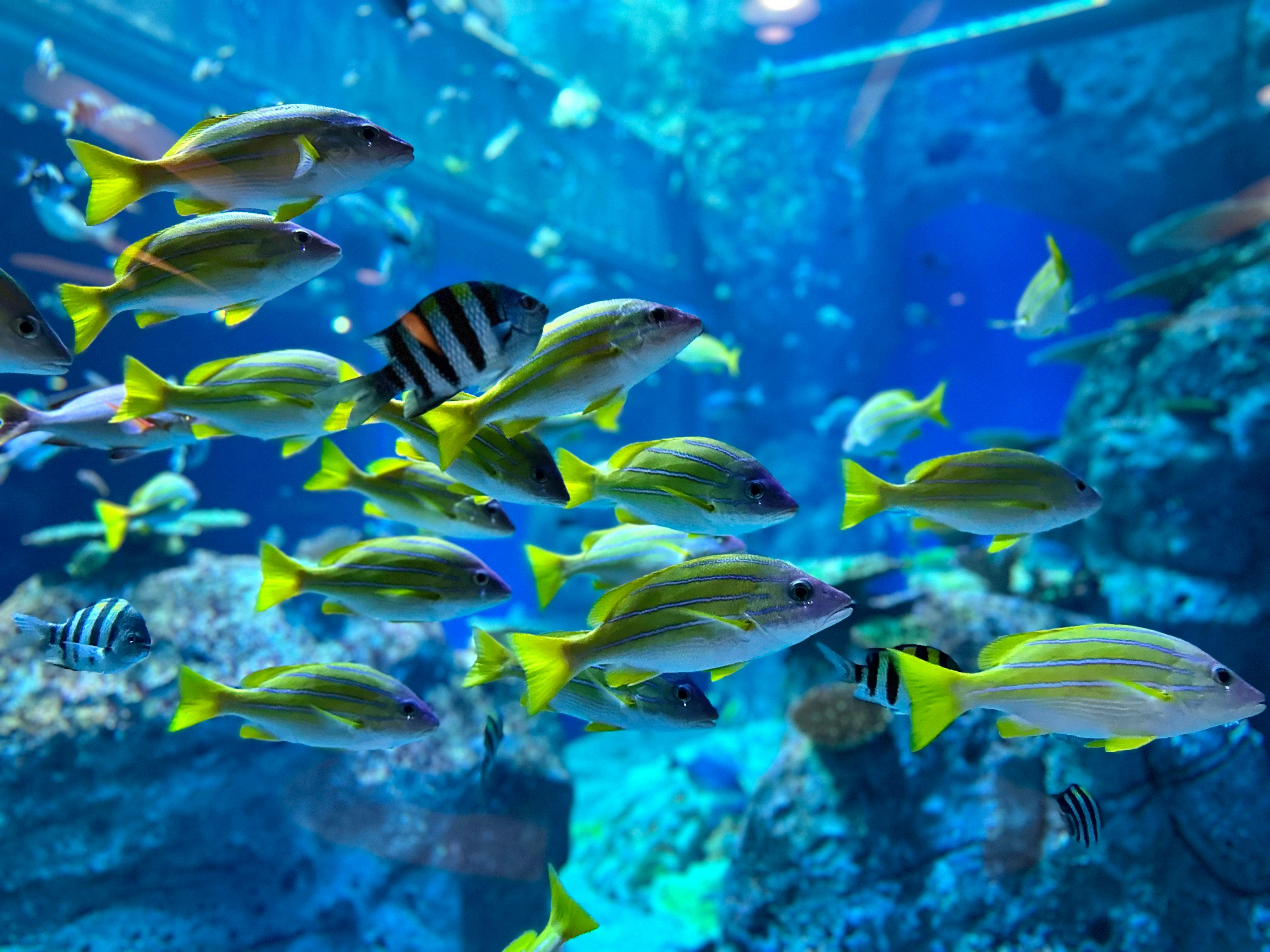 ตู้ปลาขนาดใหญ่ที่อ่าวทัตสึคุชิ