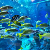 ตู้ปลาขนาดใหญ่ที่อ่าวทัตสึคุชิ