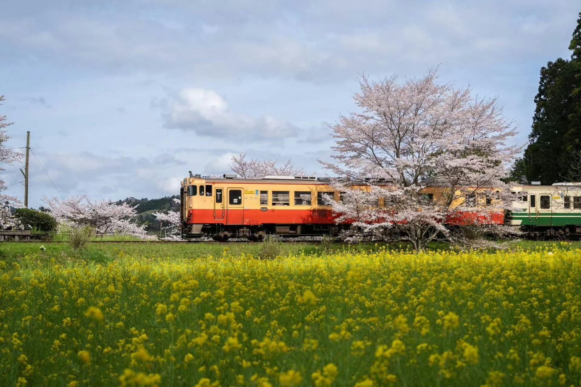 Nikmati pemandangan Jalur Kereta Kominato.