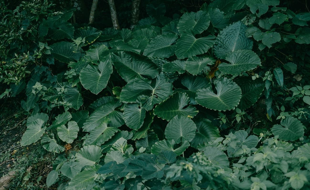 Pemandangan Sekitar