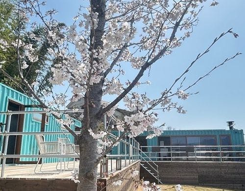 桜とコンテナ