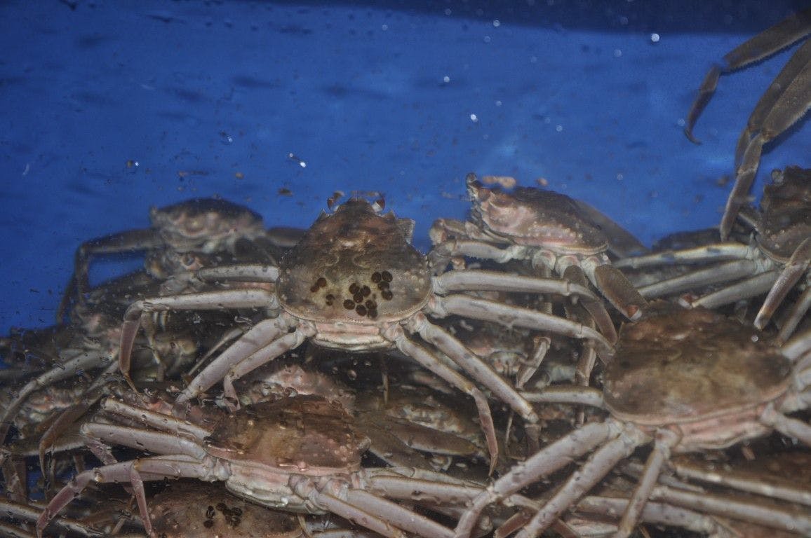 ปูท้องถิ่นสดใหม่