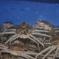 ปูท้องถิ่นสดใหม่