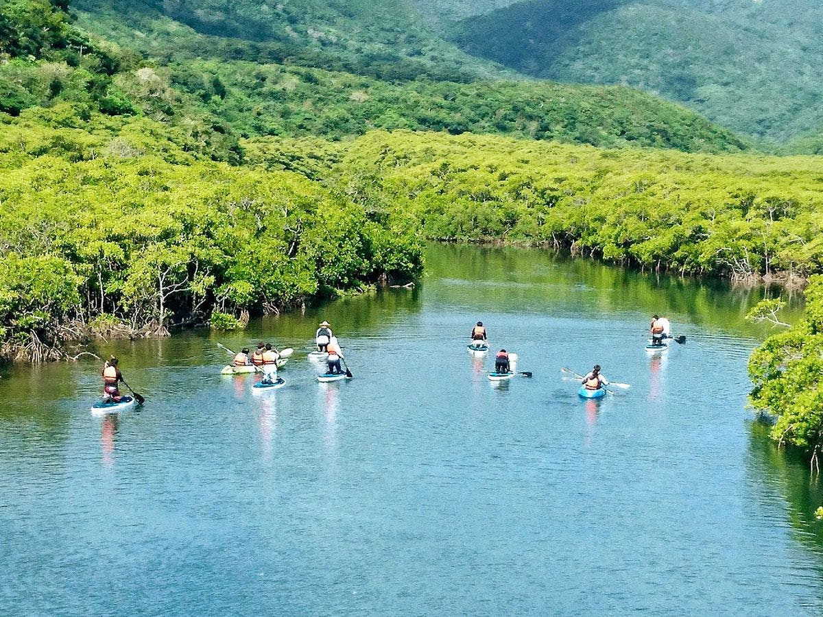 【Wisata】Jelajahi Hutan Mangrove dengan Kano