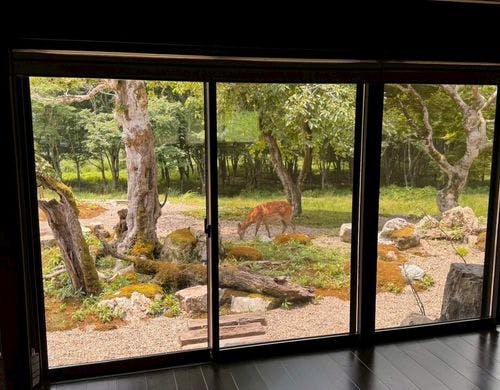 【木叢】鹿が遊びに来ることも。