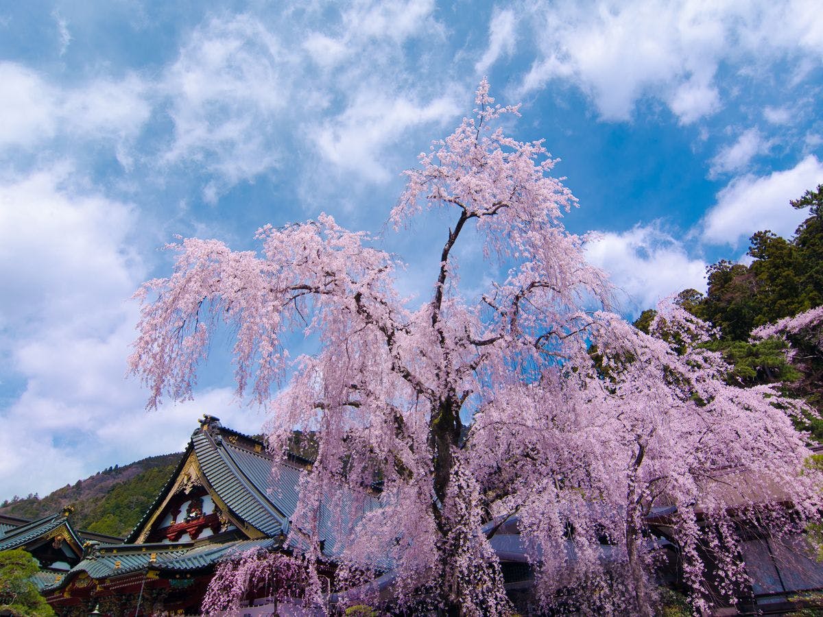 **【Shidarezakura di Kuil Minobusan Kuonji】**