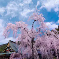 **【Shidarezakura di Kuil Minobusan Kuonji】**