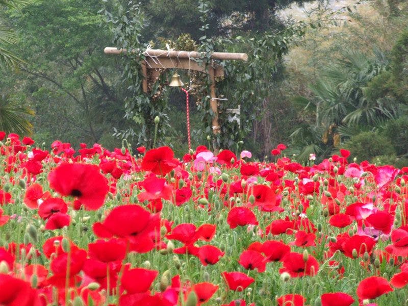 *ทุ่งดอกป๊อปปี้