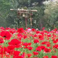 *ทุ่งดอกป๊อปปี้