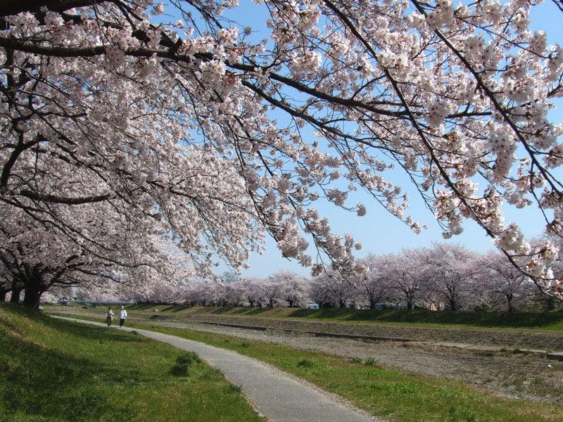 *ฤดูซากุระ