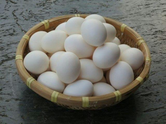 Sekitei Komatsu