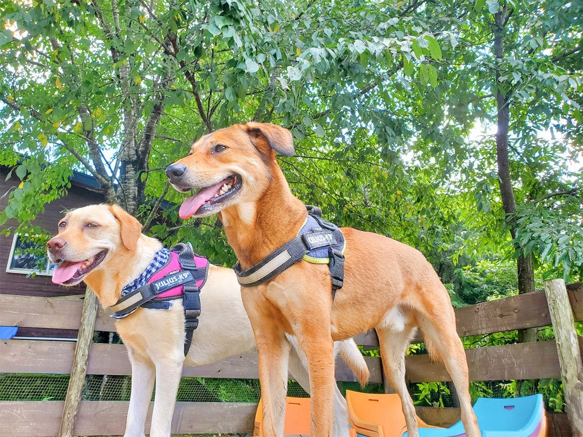 Pet-Friendly Private Cottage: Forest Village Ann