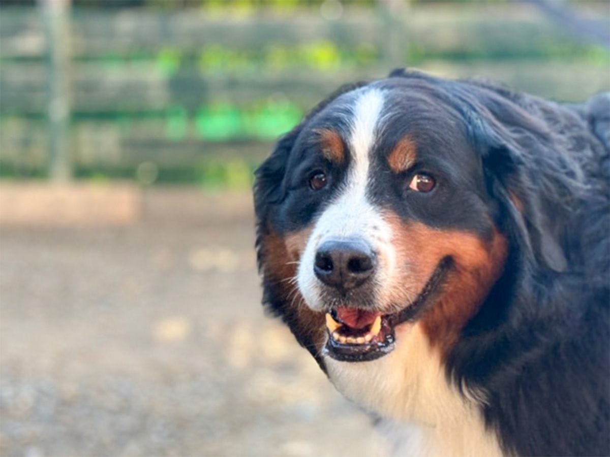 Pet-Friendly Private Cottage: Forest Village Ann