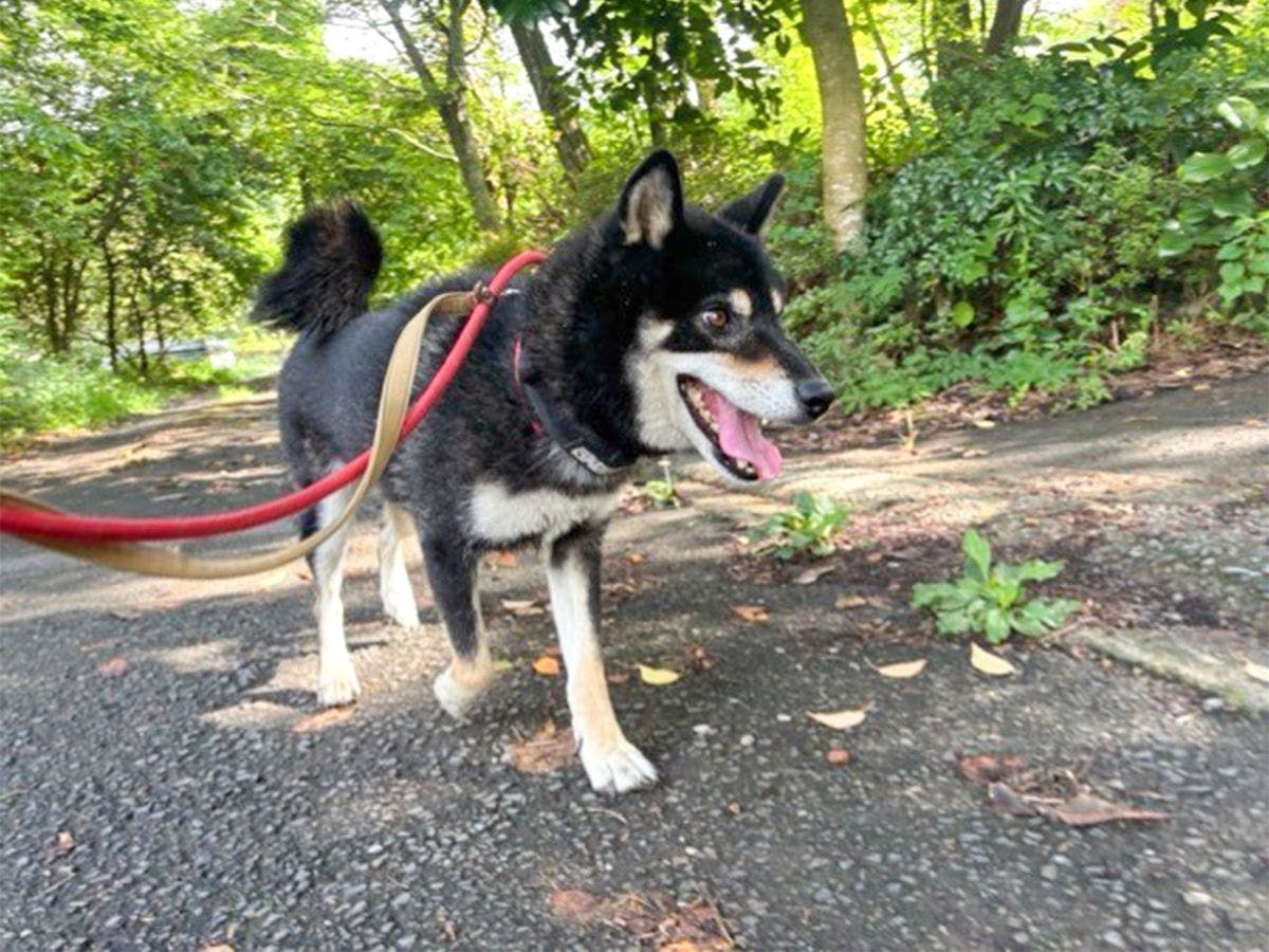 Pet-Friendly Private Cottage: Forest Village Ann
