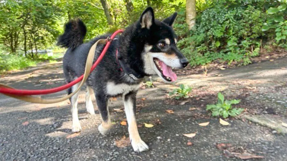 Pet-Friendly Private Cottage: Forest Village Ann