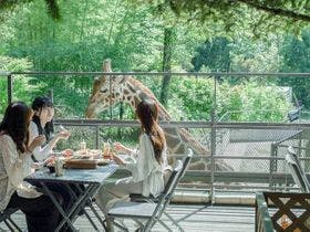 THE　BAMBOO　FOREST
